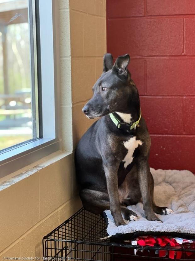 ⓒHumane Society for Hamilton County