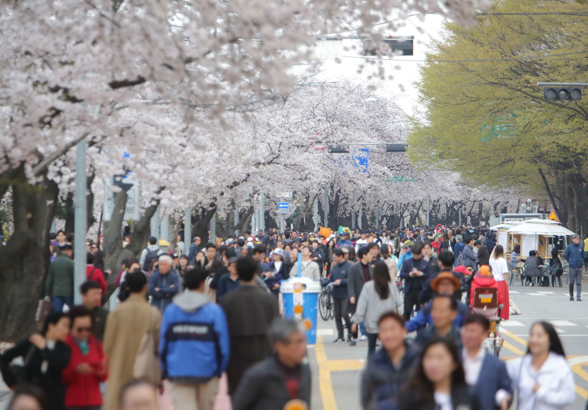 서울 영등포구는 여의도 윤중로 벚꽃축제 개최일을 4일에서 8일로 연기했다고 밝혔다. /영등포구 제공