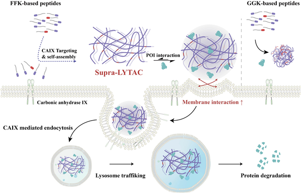 In vivo formation process and protein degradation mechanism of the nanocomposite (Supra-LYTAC) targeting cancer-specific CAIX / Provided by UNIST