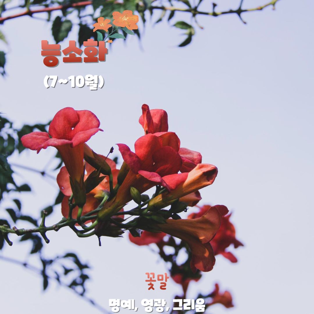 능소화 / 인포매틱스뷰ⓒDesigned by Freepik