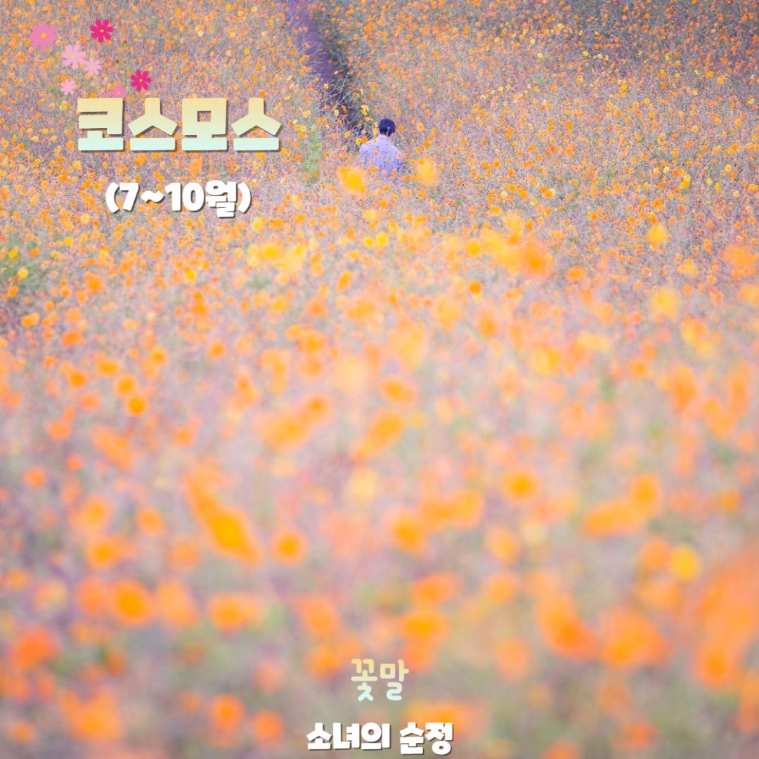 황화코스모스 / 사진=서울아카이브