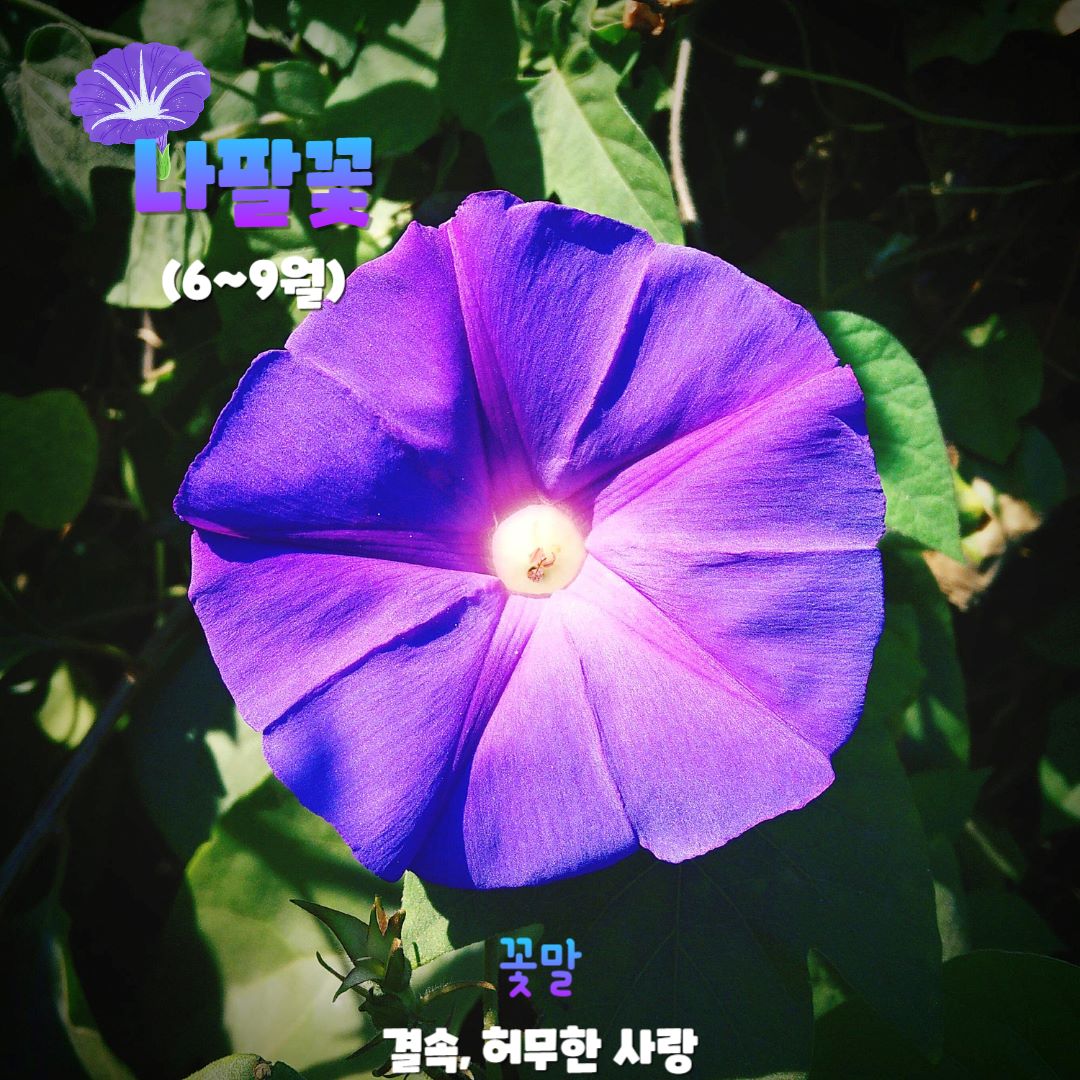 나팔꽃 / 인포매틱스뷰ⓒDesigned by Freepik