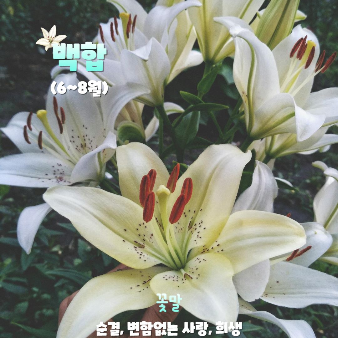 백합 / 인포매틱스뷰ⓒDesigned by Freepik