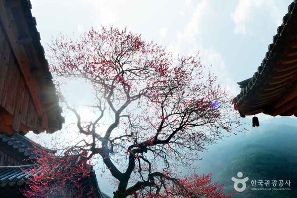 화엄사 (ⓒ한국관광공사 포토코리아-IR 스튜디오)