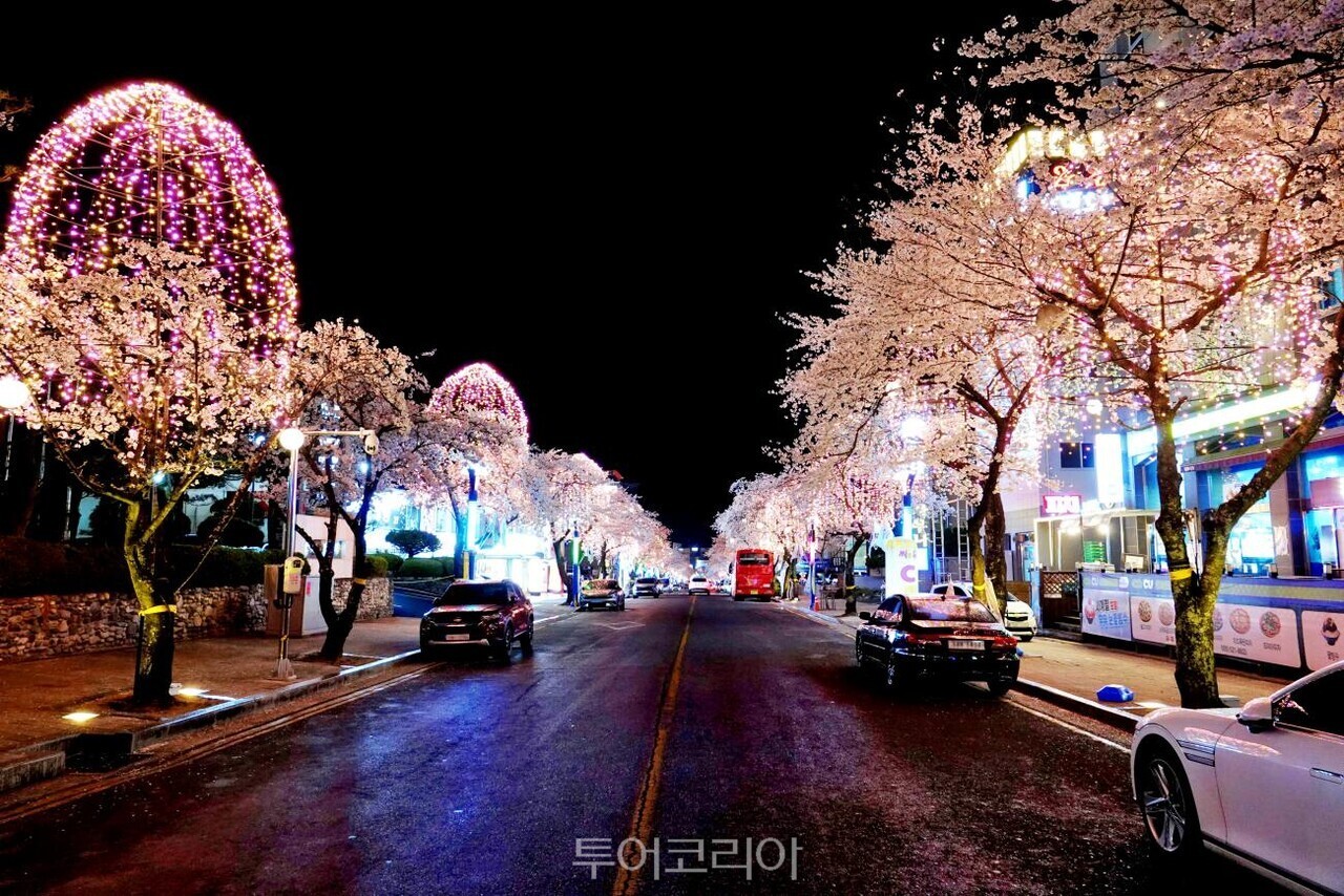 부곡온천 빛거리와 벚꽃의 하모니/사진-창녕군