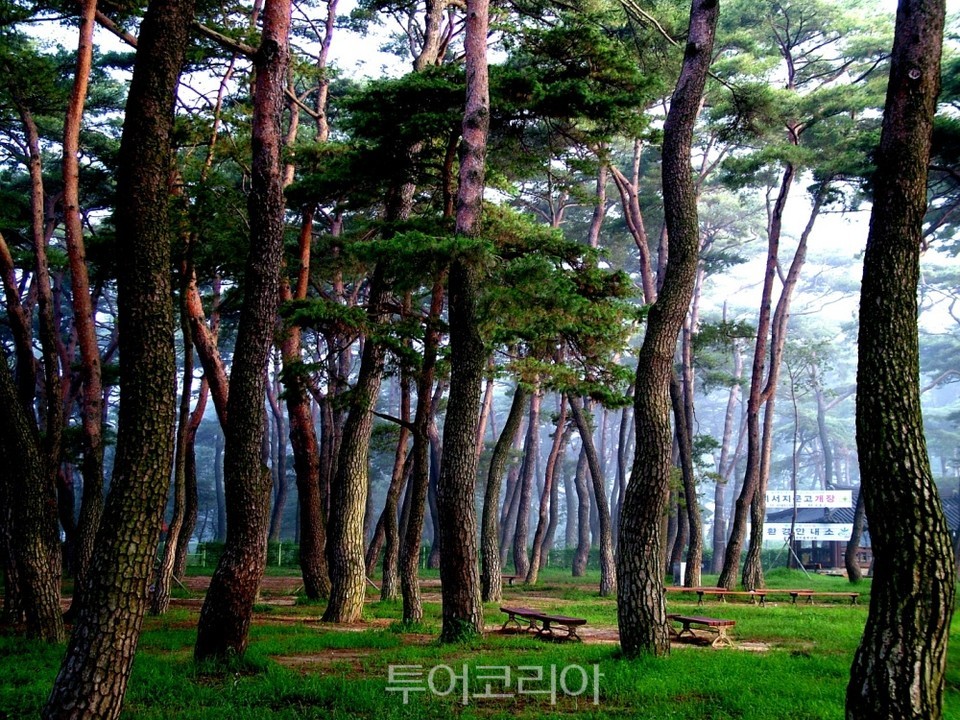 하동송림/사진-하동군