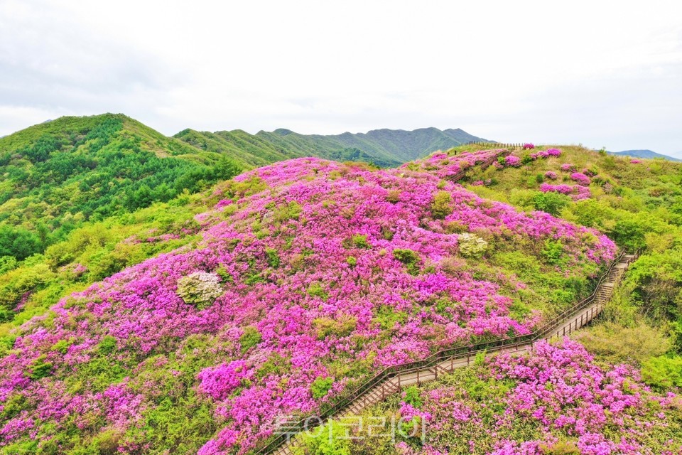 운봉바래봉 철쭉제/사진-남원시
