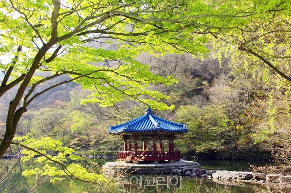 정읍 내장산의 봄／사진－정읍시
