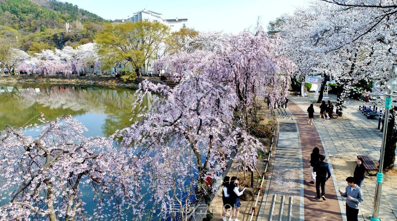 영산 연지못의 수양 벚꽃/사진-창녕군