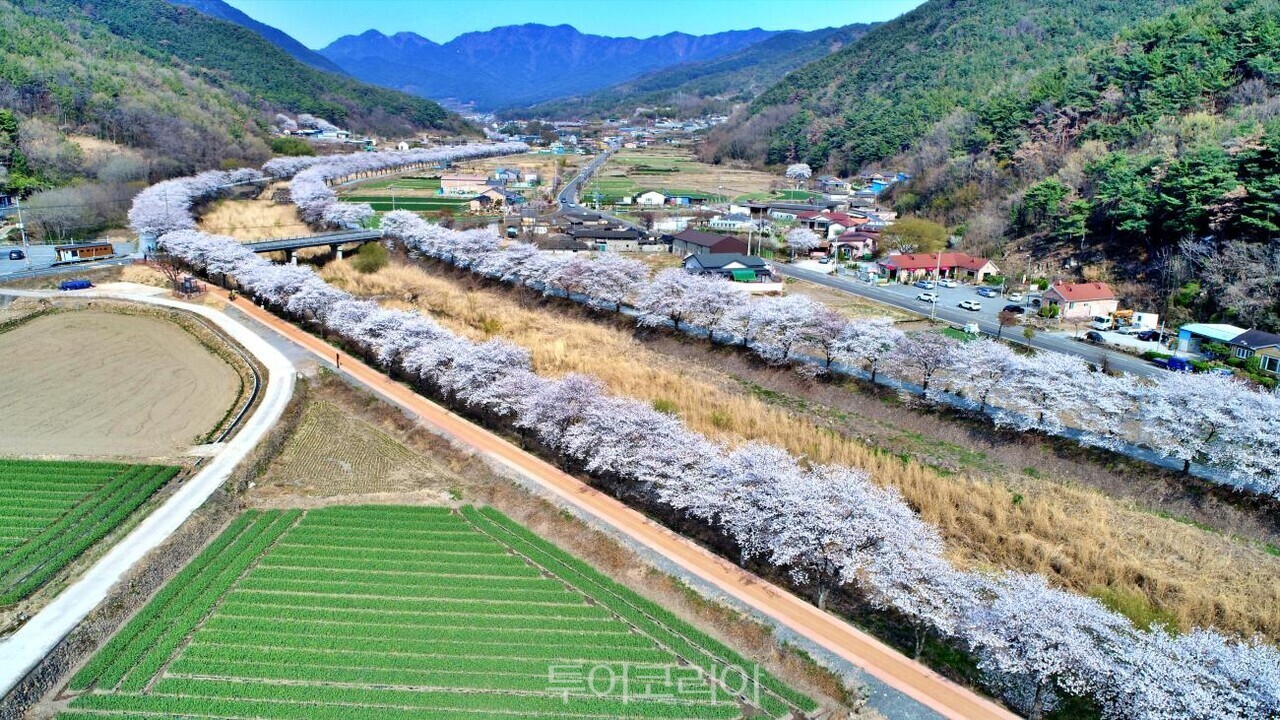 계성천 십리 벚꽃과 맨발 걷기 산책로/사진-창녕군