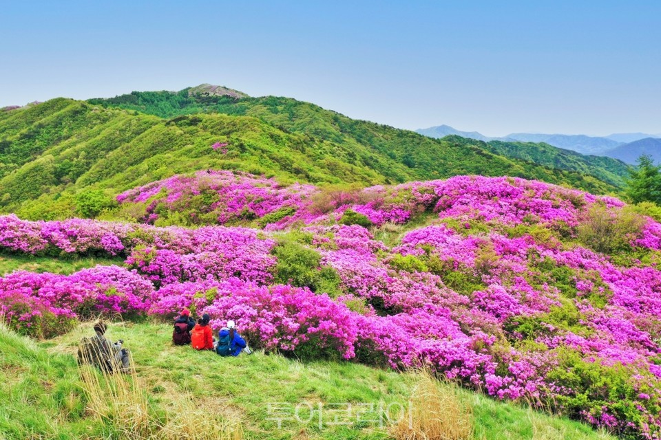 운봉바래봉 철쭉제/사진-남원
