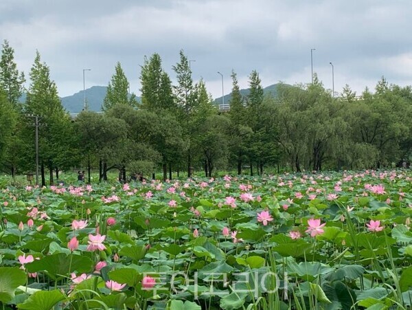 두물머리 연꽃 서식지/투어코리아뉴스 정명달 기자