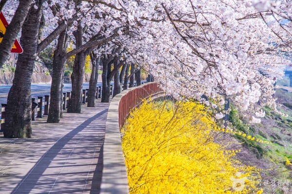 구례 섬진강 벚꽃길 (출처 =한국관광공사 포토코리아-라이브스튜디오)