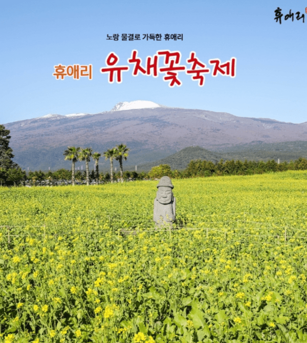출처: 휴애리 유채꽃축제 홈페이지