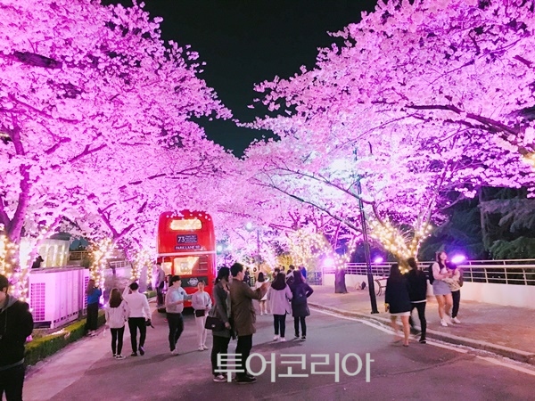 이월드 별빛 벚꽃 축제 / 사진-이월드