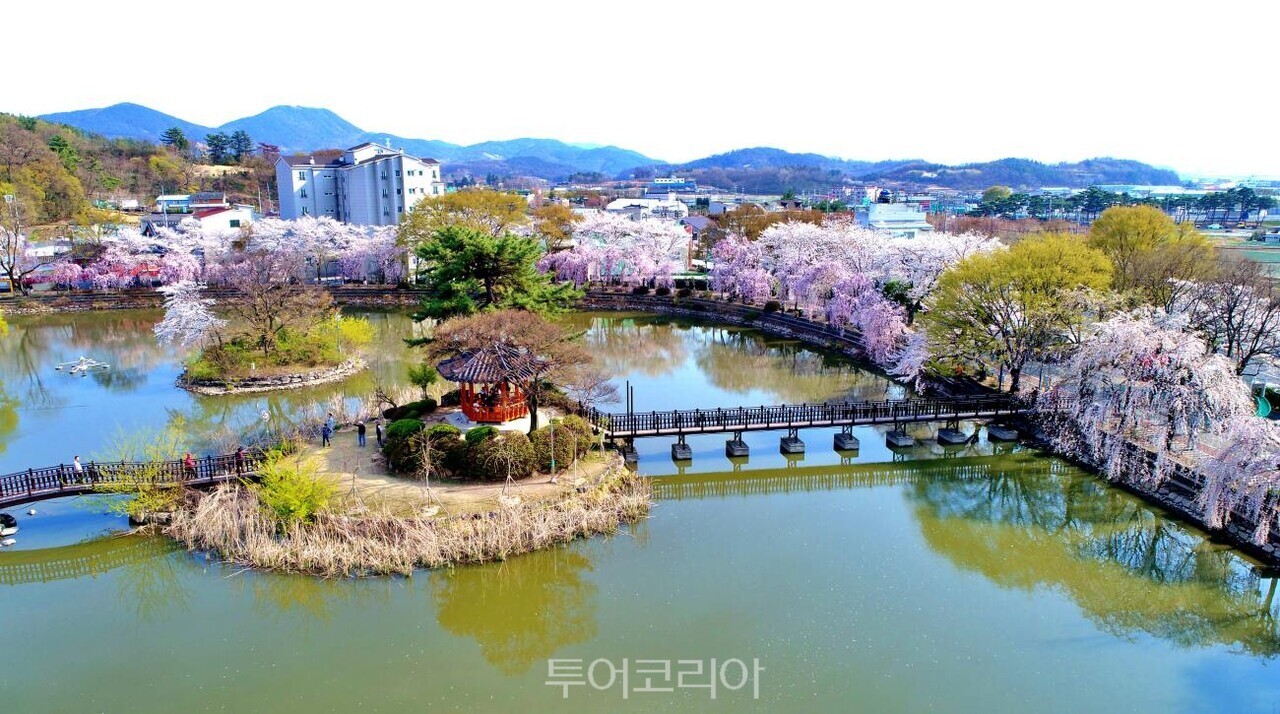 영산 연지못의 수양 벚꽃 /사진-창원시