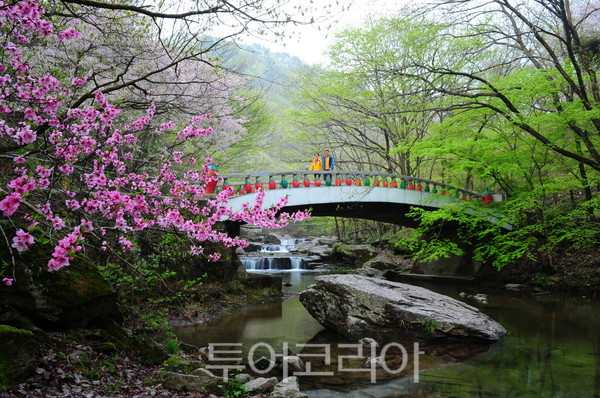 순창 강천산의 봄/사진-순창군