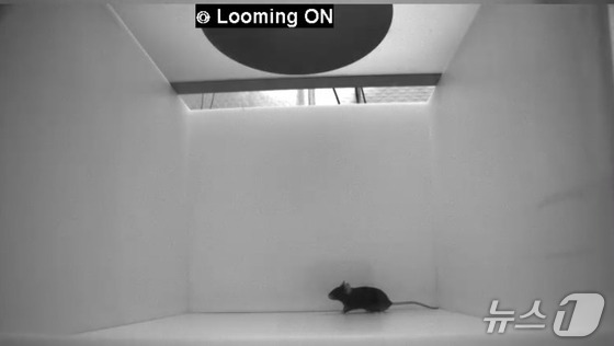 Fear response experiment using mouse model / Provided by KAIST