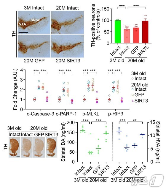 Research on the function of the nigro-striatal dopamine nervous system (Source: National Research Foundation of Korea) /News1
