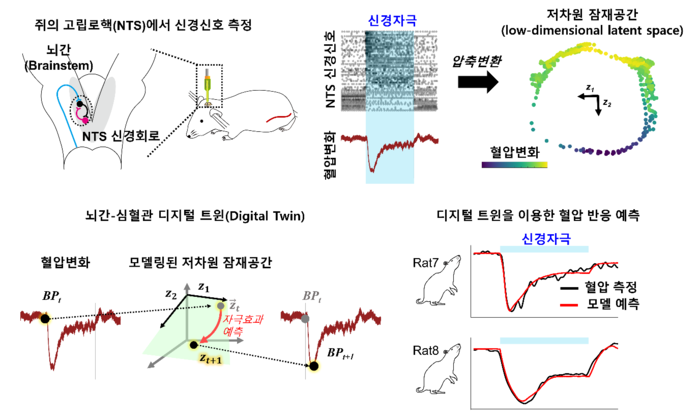 고립로핵(NTS)의 저차원 잠재공간 메커니즘에 기반한 뇌-심혈관 디지털 트윈