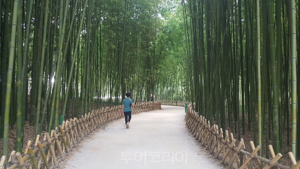 십리대숲