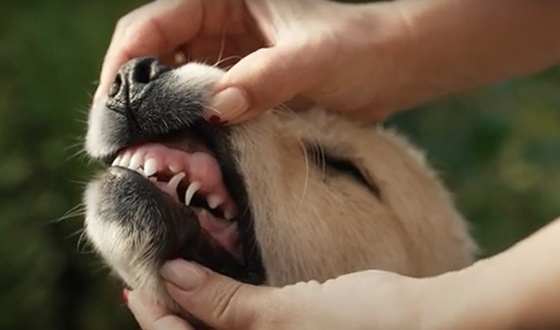 A dog\'s teeth are less prone to cavities due to their shape, but tartar builds up quickly (Screenshot from the \