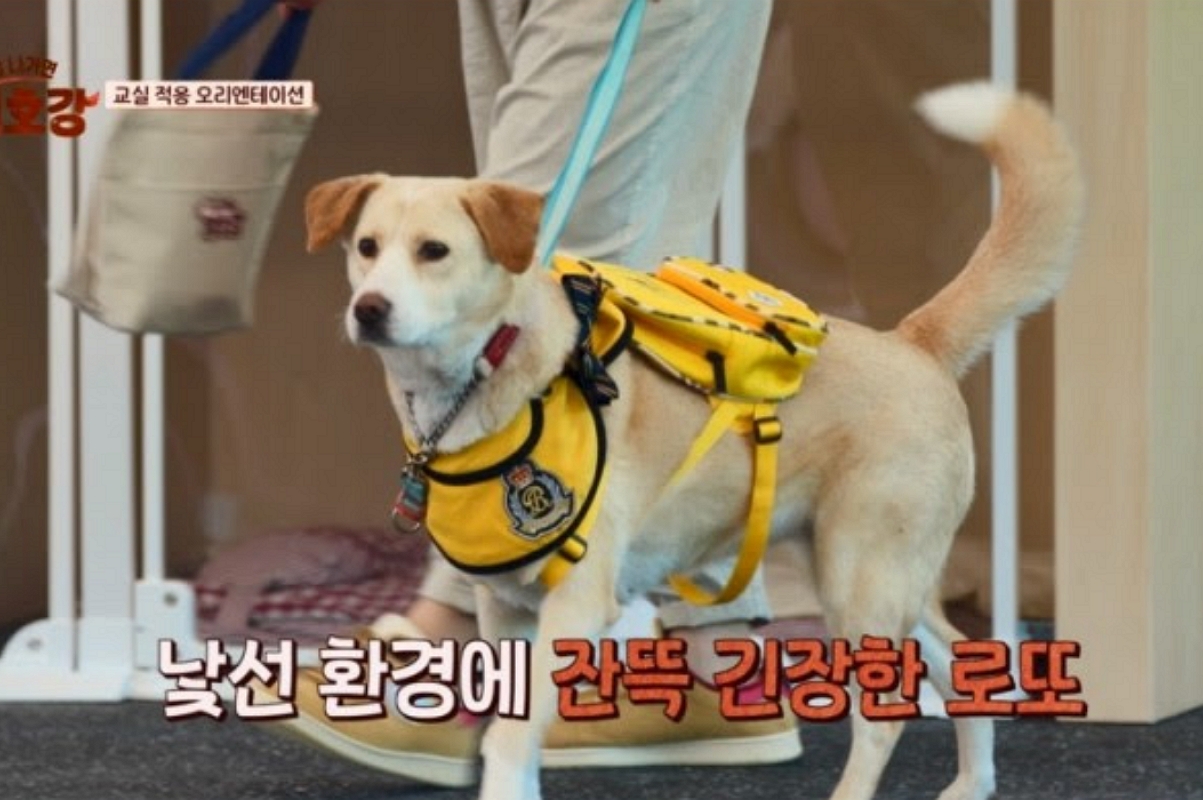 출처: JTBC &lsquo;집 나가면 개호강&rsquo;