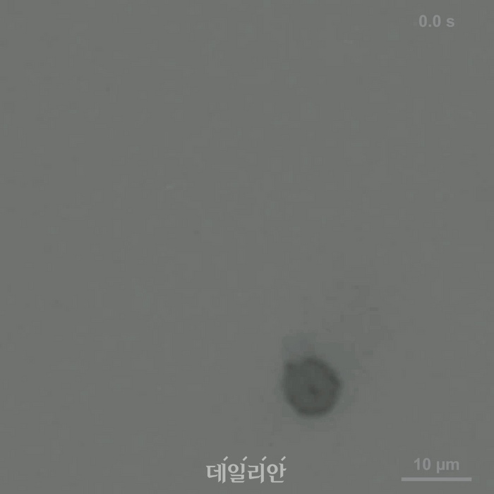 세포로봇 이동 10배속 동영상. ⓒ한국과학기술원