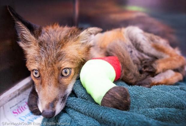 ⓒFacebook/South Essex Wildlife Hospital