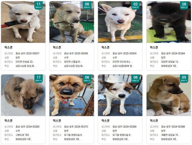 안락사 앞둔 보호소 유기견들의 생애 첫 산책..'마지막 아니길'