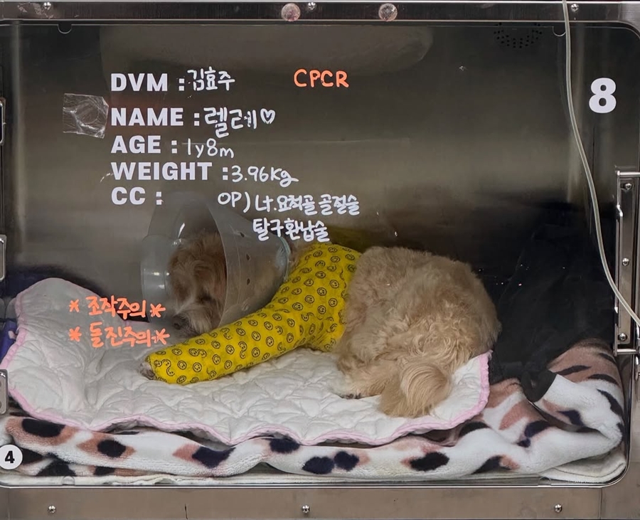 사진: 한예슬 인스타그램