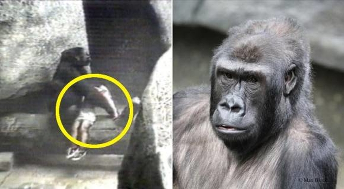 引用：ブルックフィールド動物園