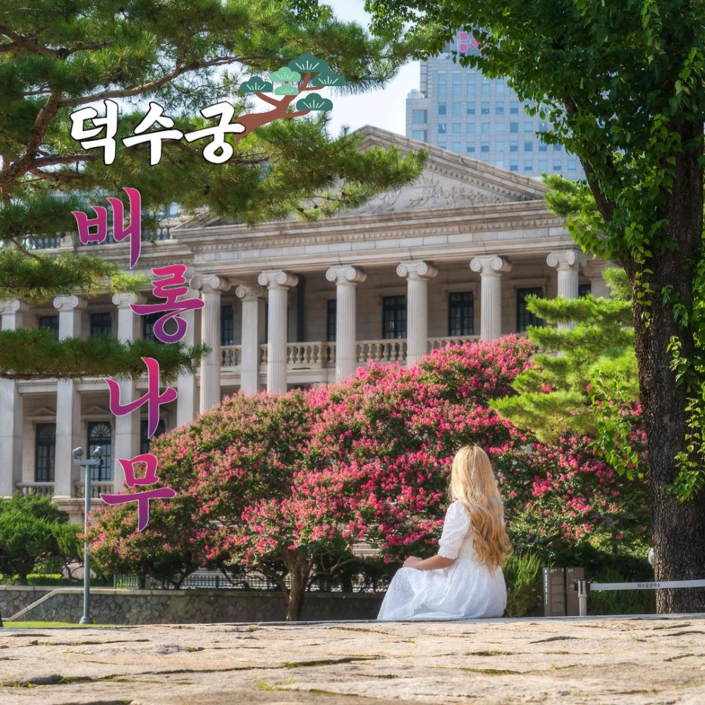 ​덕수궁, 배롱나무 / 사진=한국관광공사 포토코리아@정규진​