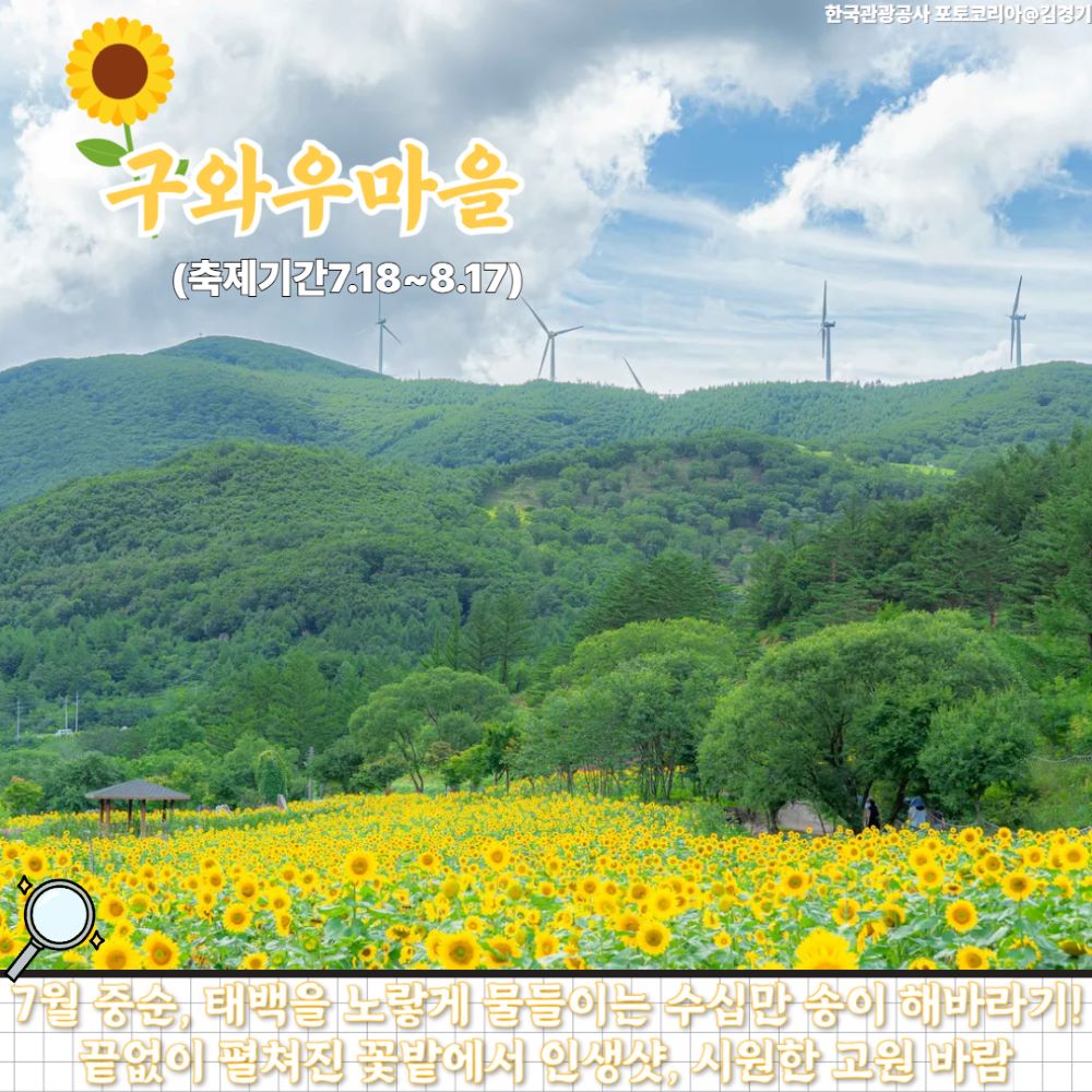 구와우마을 해바라기 축제