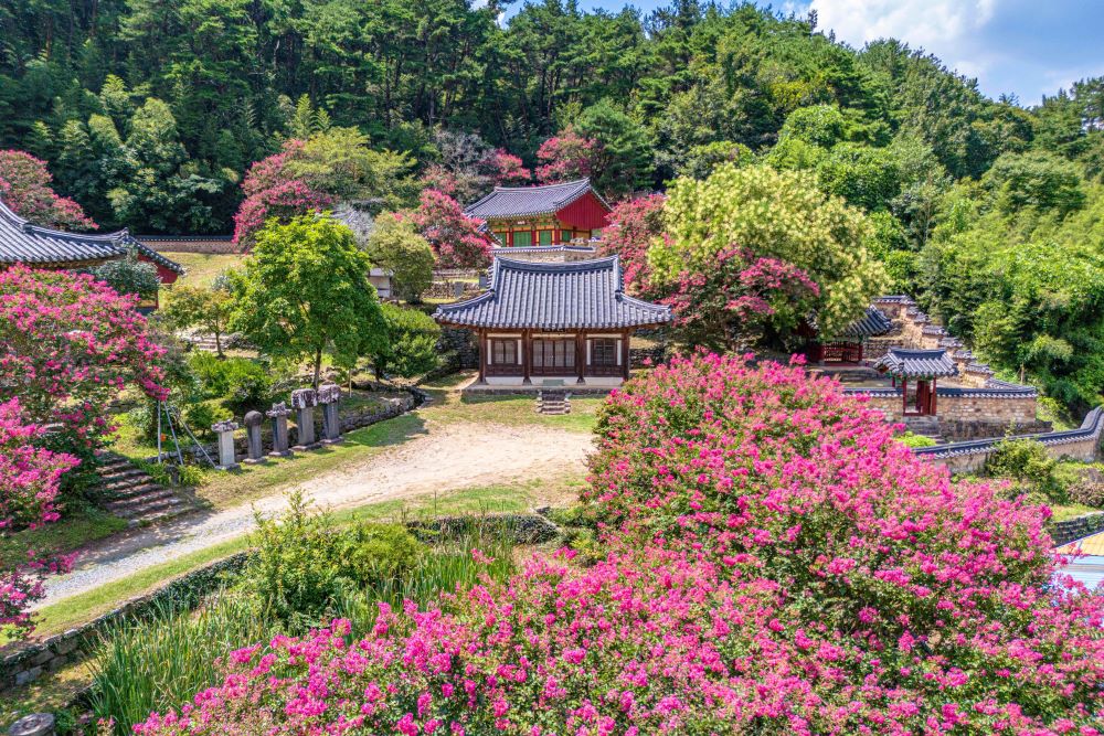 담양 죽림재 배롱나무 / 사진=한국관광공사 포토코리아@황성훈