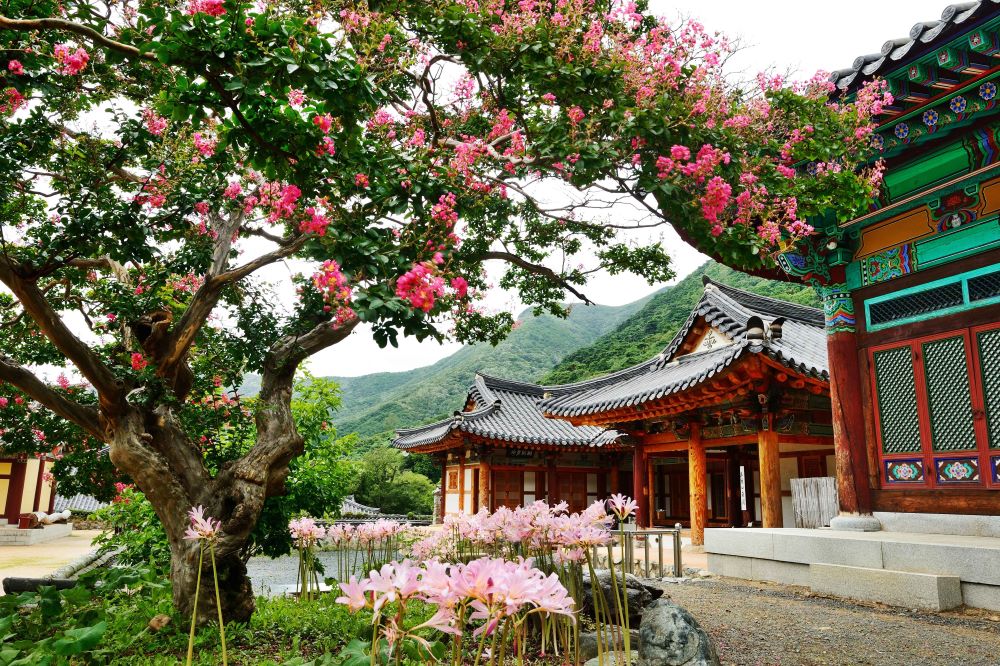 상사화와 배롱나무 / 사진=한국관광공사 포토코리아@박은성