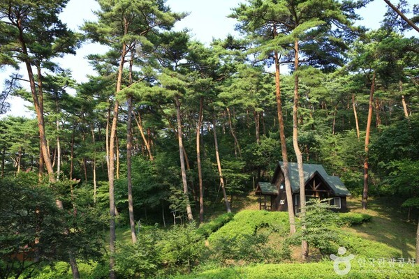 안면도자연휴양림 (ⓒ한국관광공사 포토코리아-김지호)