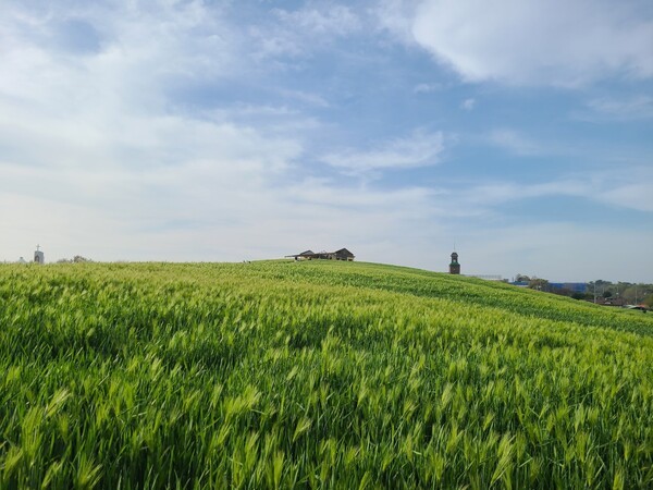 사진=천북청보리밭