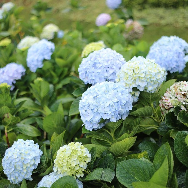 달랏 수국정원 (출처=픽사베이)