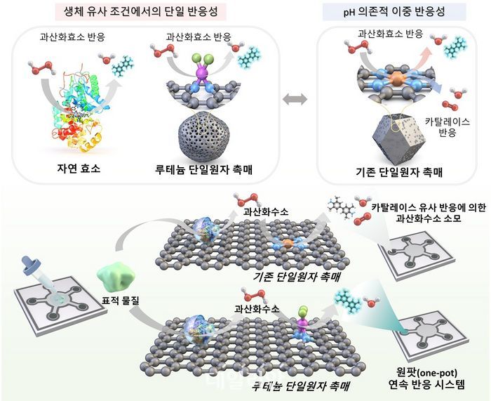 산화효소 선택적 반응 및 바이오마커 검출 모식도. ⓒ한국과학기술원
