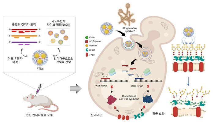 병원성 칸디다균을 표적하는 유전자 치료제 FTNx의 작동원리 모식도. ⓒ한국과학기술원