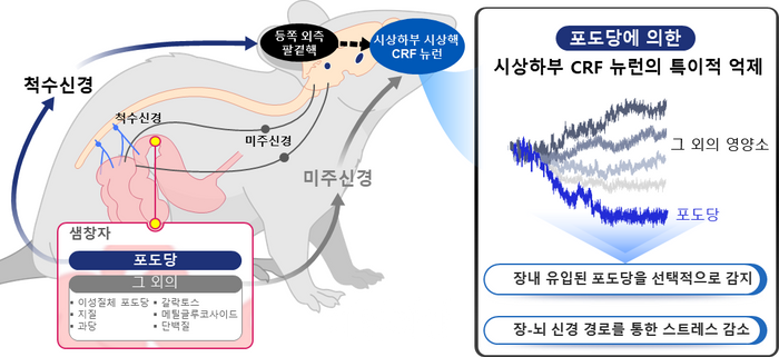 연구 내용 이미지. ⓒ한국과학기술