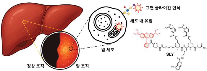 세포 표면 글라이칸 인식을 통한 SLY 프로브의 간암 조직 선택적 형광 염색 모식도