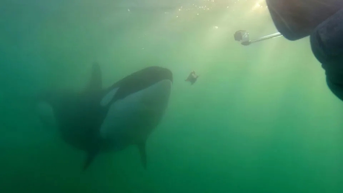 引用:Orca Research Trust