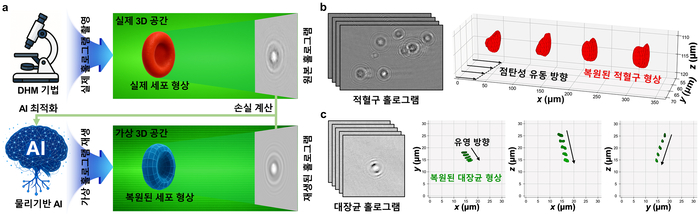 물리 기반 인공신경망을 활용한 단일 촬영 홀로그램 3D 복원 기술 이미지. AI 기술의 작동 원리와 적혈구와 대장균의 3D 형상 변화와 동적 거동 측정의 예시