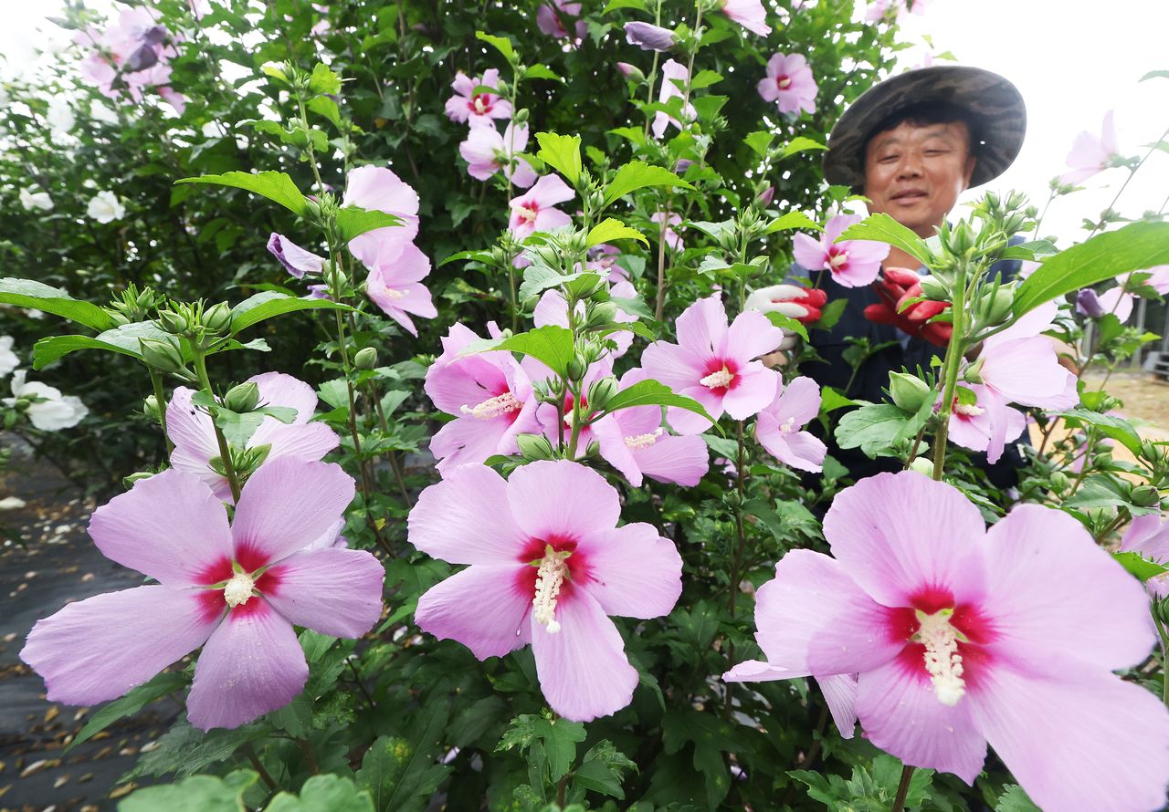 Hibiscus syriacus, also known locally as 