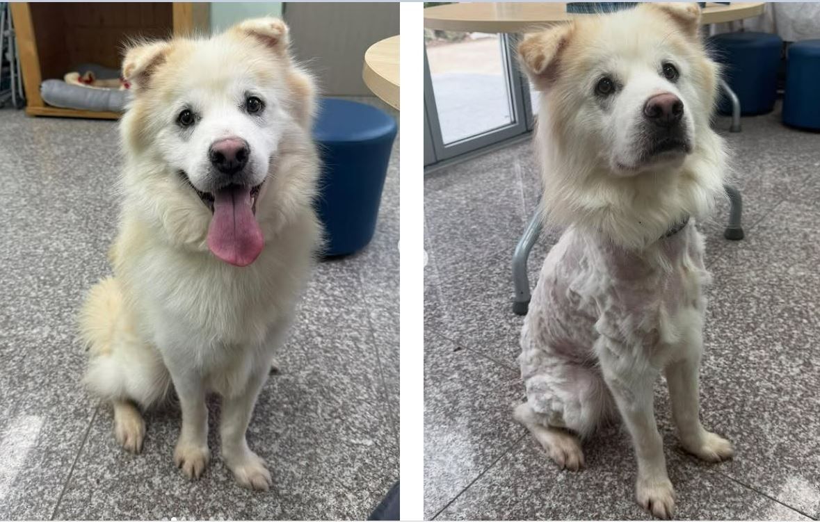 This combination of photos shows a dog named Kuno, before (left) and after his second owner abandoned him at the shelter on Saturday. (Gangneung Animal Shelter)]