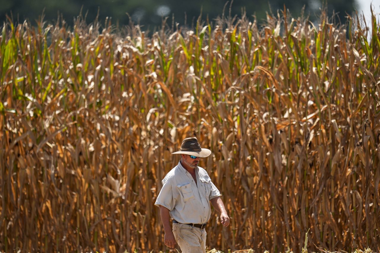 A farmer walks along his rows of seed corn during harvest in temperatures over 37 degrees Celsius near Albany, Georgia, Tuesday. (AP-Yonhap)]