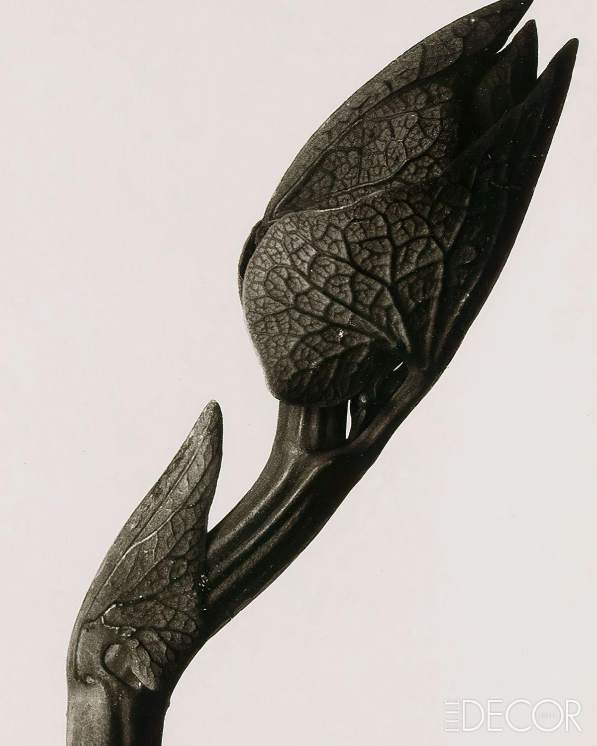 ‘Aristolochia Clematitis’(1928).