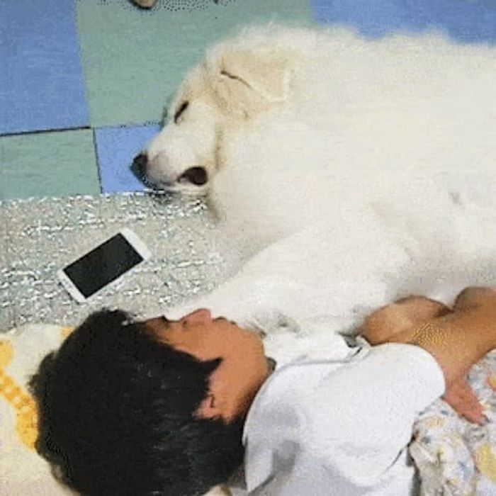 애니멀플래닛